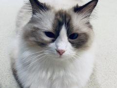 -藏猫猫咖啡主题馆(中央大道店)