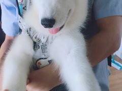 -Husky Go! 哈士奇体验馆·宠物咖啡厅狗咖