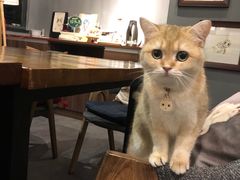 j猫-咖法森林·咖啡  酒吧(天河店)