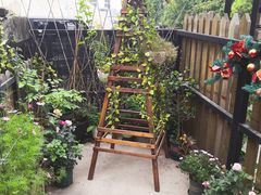 -柴犬高等学院·狗咖·柴犬售卖·宠物训练