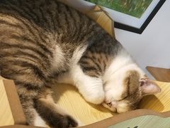 -喵屿·大理花园猫咖