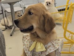 -共舞时光猫咖·狗咖(新街口店)