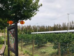 -上海长兴岛郊野公园