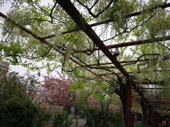 -嘉定紫藤园