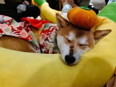 -逗柴咖啡屋·狗咖猫咖宠物桌游