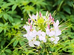 -上海滨江森林公园