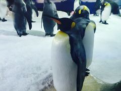 -凯莉-塔尔敦海洋生物水族馆
