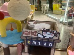 -momokira米努特·德文卷毛猫·棉花面纱犬