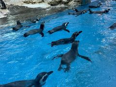 -帝企鹅自助餐厅•儿童岛•真企鹅(长隆企鹅酒店)