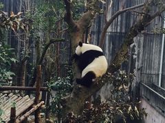 -成都大熊猫繁育研究基地
