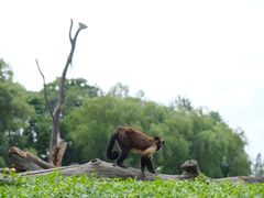 -上海野生动物园