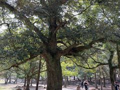 -奈良公园