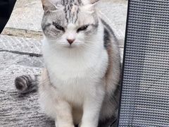 -中岳庙