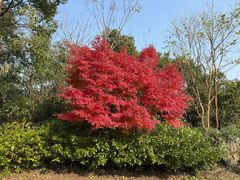 -上海海湾国家森林公园