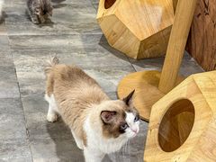-楼上猫咖(罗湖店)