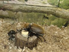 -上海大自然野生昆虫馆
