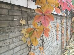 -三里屯东五街银杏大道
