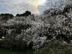 -香雪海