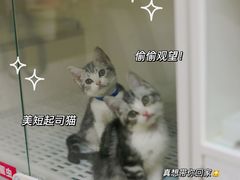 -lincat·猫舍(广州店)
