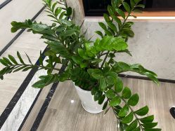 -雍禾植发