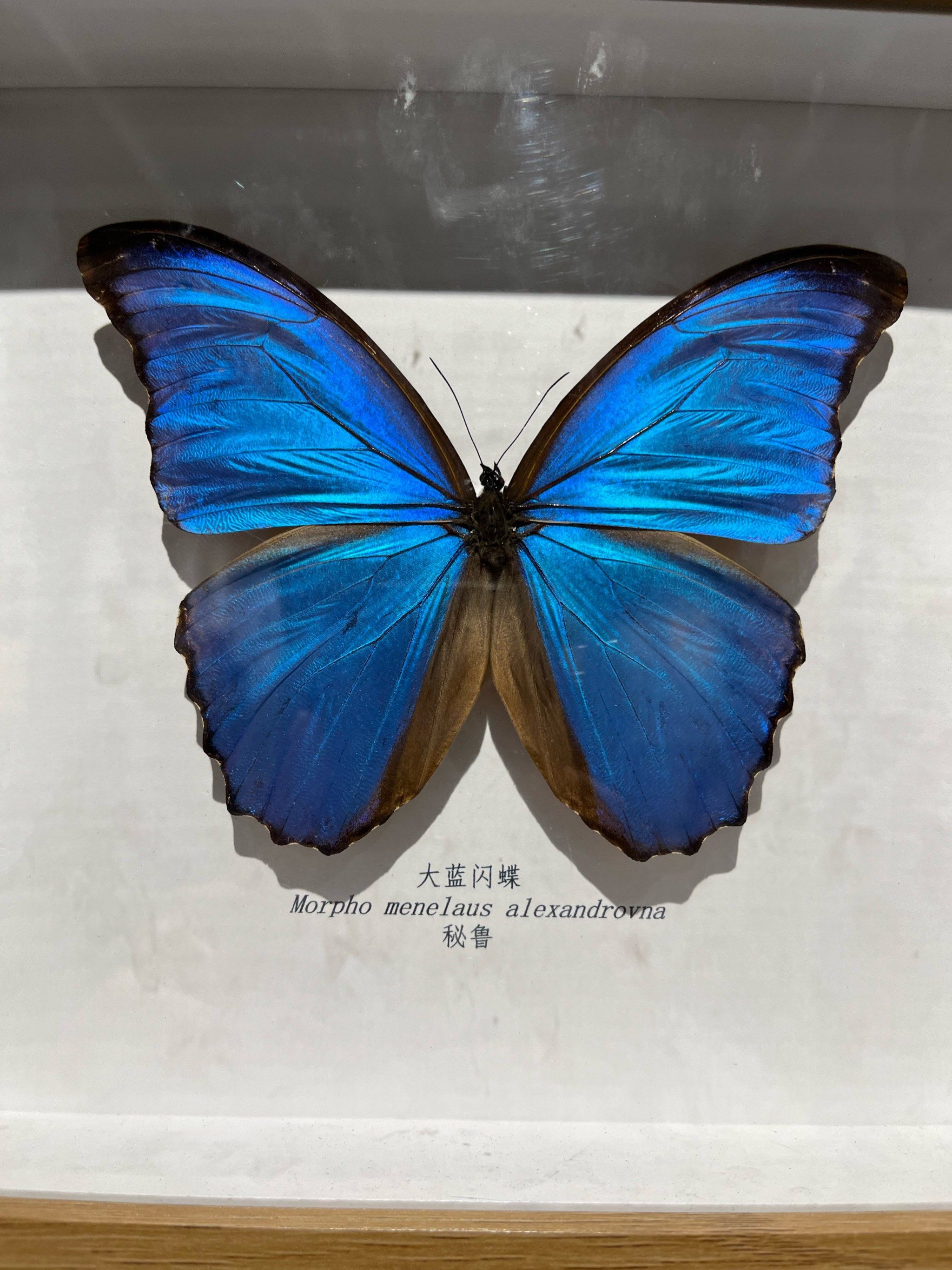 水晶翅膀～蝴蝶梦幻舞