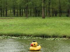 -黄海国家森林公园