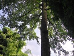 -邓小平故里