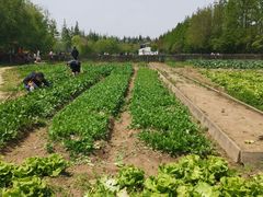 -前小桔亲子创意农场·草莓采摘·露营烧烤