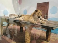 -大连森林动物园