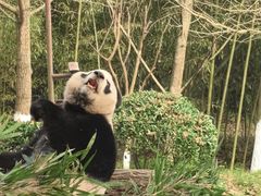 -都江堰中华大熊猫苑
