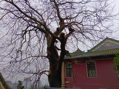 -长春观
