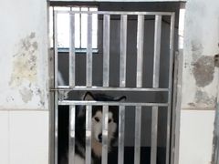 犬只-良成狗狗乐园