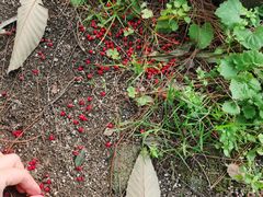 -客乐得玉峰山房车营地