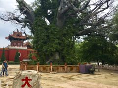 -大槐树寻根祭祖园