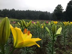 -保利石象湖景区