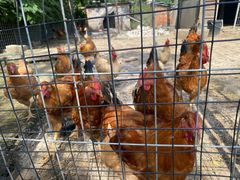 -南汇新场正宗水蜜桃采摘