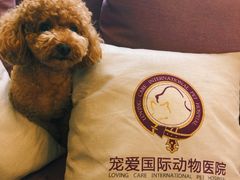 -宠爱国际动物医院·消化内科·心肾内科·ISFM猫友好(望京店)