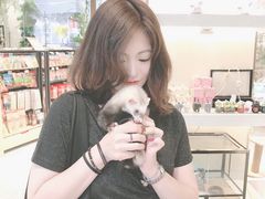 -momokira米努特·德文卷毛猫·棉花面纱犬