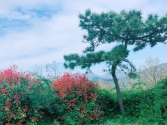 -威海大乳山景区
