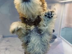 -翊宠yipet猫狗购宠庄园犬舍•猫舍