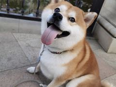 -萌宠之家·腊肠犬·马尔泰·小体犬舍