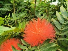 -西双版纳原始森林公园