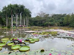 -中国科学院西双版纳热带植物园