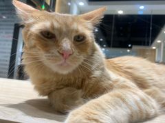 -藏猫猫咖啡主题馆(中央大道店)