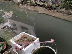-小洲村