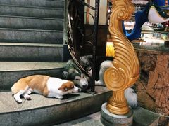 -more than meow吴止猫主题餐厅(承德 中船汇店)