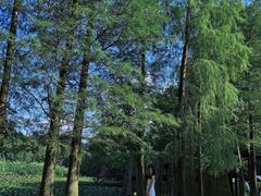 -南宁良凤江国家森林公园