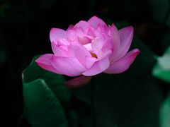 -陈家山荷花公园