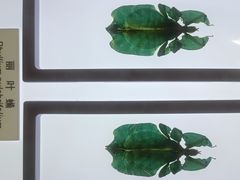 -上海昆虫博物馆