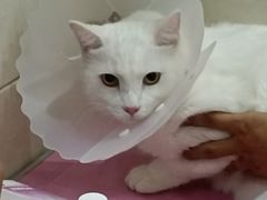 -北京观赏动物医院·24小时大型综合·猫专科·异宠专科